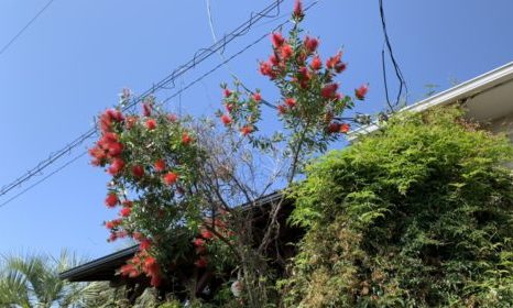 ご予約お待ちしております