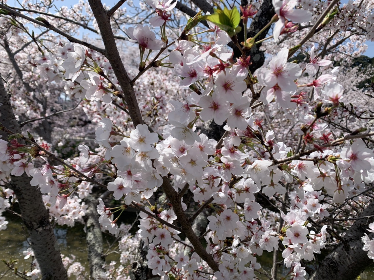 もうすぐ春ですね♪